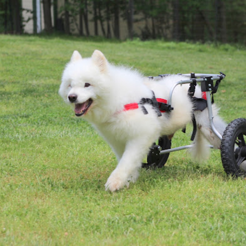 Living with a wheelchair dog